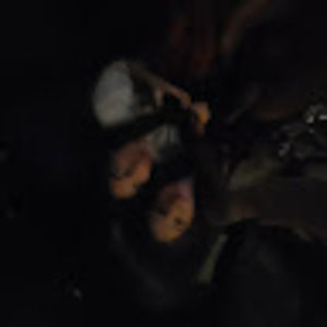 Meet your Posher, Amelie